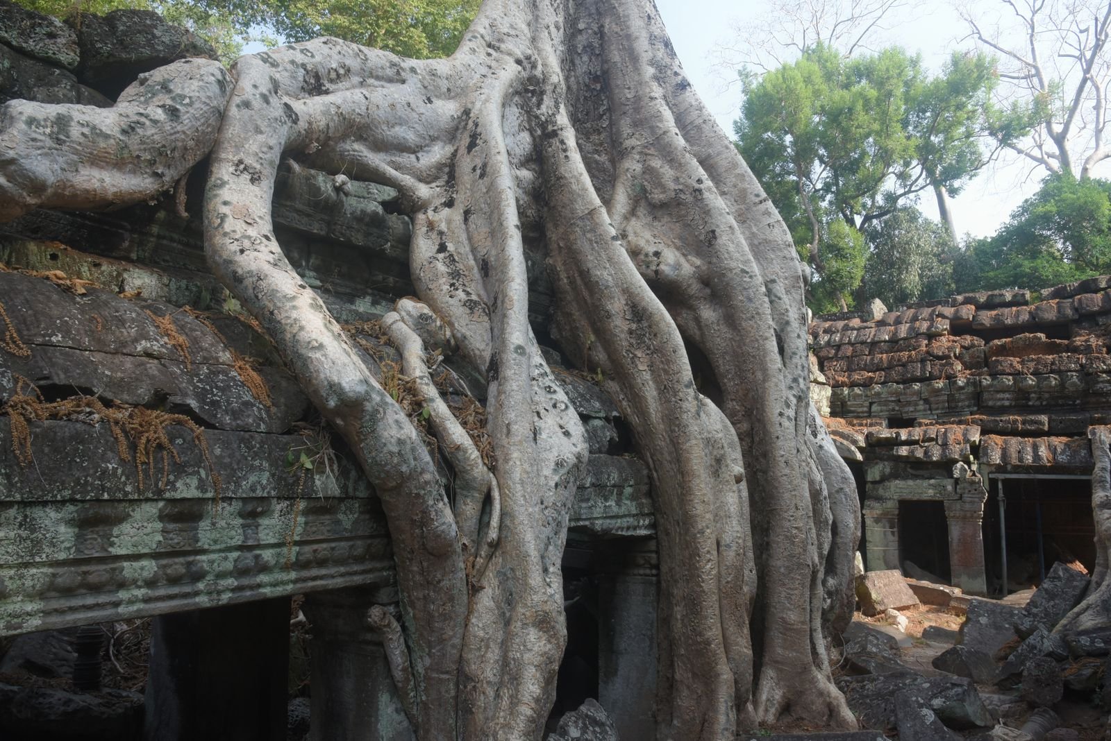 Tree roots growing over Ta Prohm temple ruins